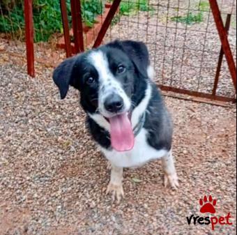 Ράτσα: Άγνωστο - Ημίαιμο | Ηλικία: 2 ετών | Φύλο: Αρσενικό | Αρ. Microchip: - | Ημίαιμο | Περιοχή: Νέα Σμύρνη, Αττική